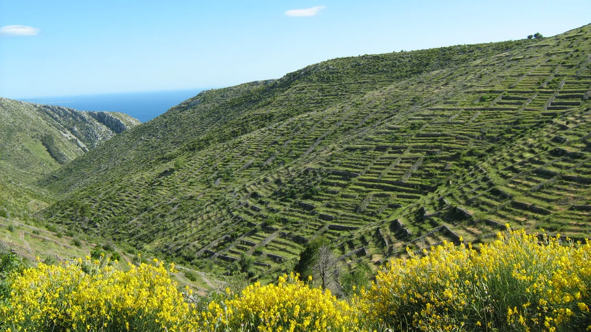 Terrassen und Lavendellandschaft auf Hvar